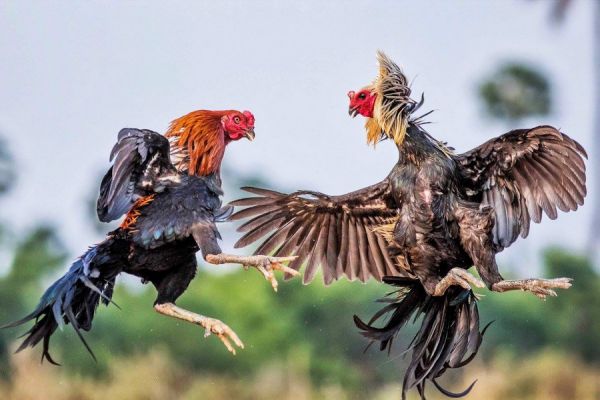 Bắt giữ 10 đối tượng tổ chức đá gà ăn tiền tại An Giang